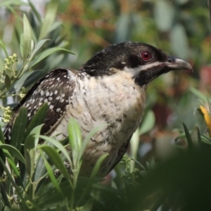 Eudynamys orientalis at Conder, ACT - 19 Nov 2016