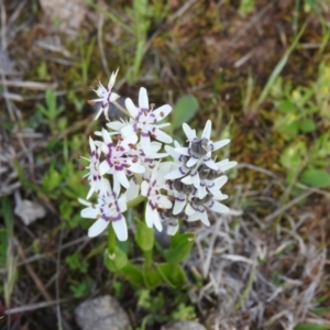 Wurmbea dioica subsp. dioica at Michelago, NSW - 9 Oct 2016