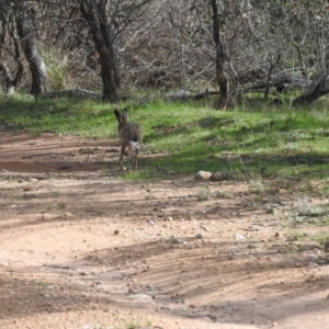 Lepus capensis at Michelago, NSW - 9 Oct 2016 09:21 AM