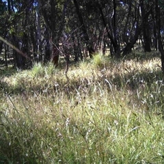 Unidentified at Mulligans Flat - 9 Dec 2016 by MulligansFlat1