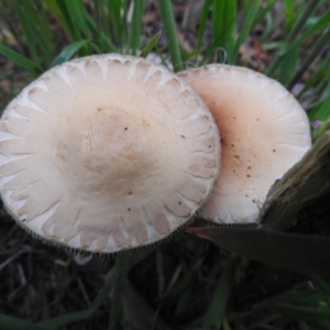 zz agaric (stem; gills white/cream) at Fadden, ACT - 10 Oct 2016 06:11 PM