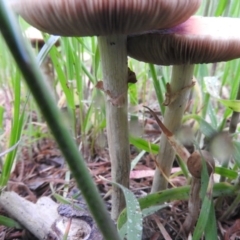 zz agaric (stem; gills white/cream) at Fadden, ACT - 10 Oct 2016 06:11 PM