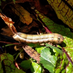 Hippotion celerio (Vine Hawk Moth) at Stirling, ACT - 9 Dec 2016 by martinbudden