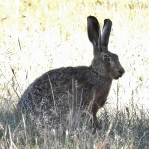 Lepus capensis at Paddys River, ACT - 10 Dec 2016