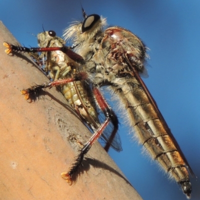 Neoaratus hercules (Herculean Robber Fly) at Bonython, ACT - 10 Dec 2016 by michaelb