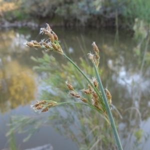 Schoenoplectus tabernaemontani at Bonython, ACT - 10 Dec 2016