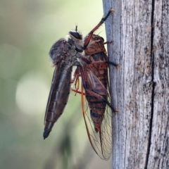 Yoyetta timothyi (Brown Firetail Cicada) at O'Connor, ACT - 10 Dec 2016 by David