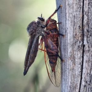 Yoyetta timothyi at O'Connor, ACT - 10 Dec 2016 04:38 PM