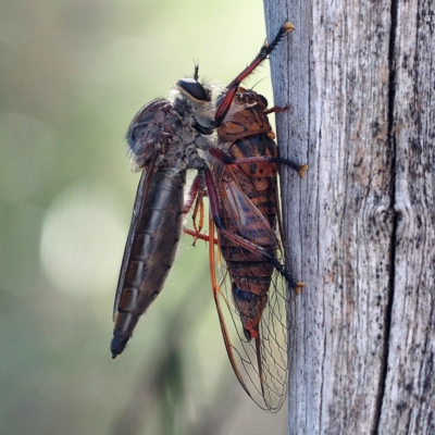 Yoyetta timothyi (Brown Firetail Cicada) at Point 60 - 10 Dec 2016 by David