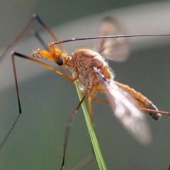 Leptotarsus (Leptotarsus) sp.(genus) (A Crane Fly) at Acton, ACT - 10 Dec 2016 by David