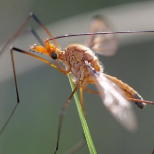 Leptotarsus (Leptotarsus) sp.(genus) at Point 5816 - 10 Dec 2016