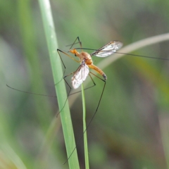 Leptotarsus (Leptotarsus) sp.(genus) at Point 5816 - 10 Dec 2016 04:53 PM