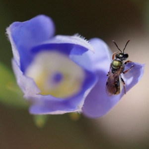 Lasioglossum (Homalictus) sp. (genus & subgenus) at Acton, ACT - 10 Dec 2016