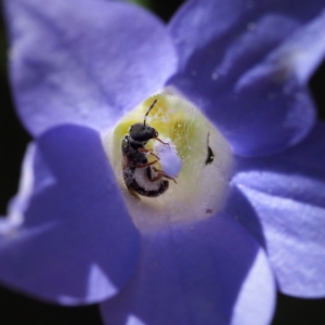 Lasioglossum (Homalictus) sp. (genus & subgenus) at Acton, ACT - 10 Dec 2016