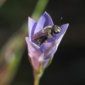 Lasioglossum (Chilalictus) lanarium at Acton, ACT - 10 Dec 2016