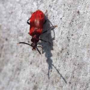 Lemodes coccinea at Acton, ACT - 10 Dec 2016