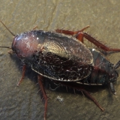 Paratemnopteryx couloniana (A native cockroach) at Conder, ACT - 21 Nov 2016 by michaelb