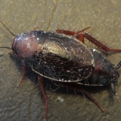 Paratemnopteryx couloniana (A native cockroach) at Pollinator-friendly garden Conder - 21 Nov 2016 by michaelb