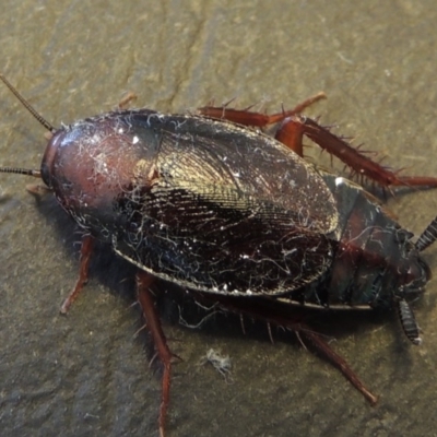 Paratemnopteryx couloniana (A native cockroach) at Pollinator-friendly garden Conder - 21 Nov 2016 by michaelb