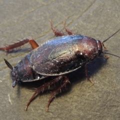 Paratemnopteryx couloniana at Conder, ACT - 22 Nov 2016 10:05 AM