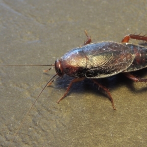 Paratemnopteryx couloniana at Conder, ACT - 22 Nov 2016 10:05 AM