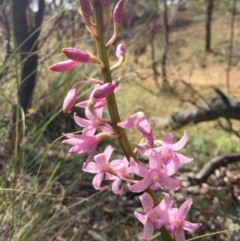 Dipodium roseum (Rosy Hyacinth Orchid) at Canberra Central, ACT - 11 Dec 2016 by mtchl