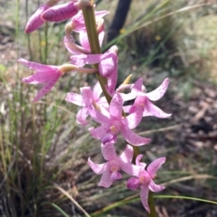 Dipodium roseum at Canberra Central, ACT - 11 Dec 2016