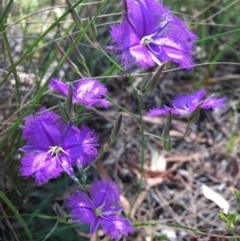 Thysanotus tuberosus subsp. tuberosus (Common Fringe-lily) at Canberra Central, ACT - 11 Dec 2016 by mtchl