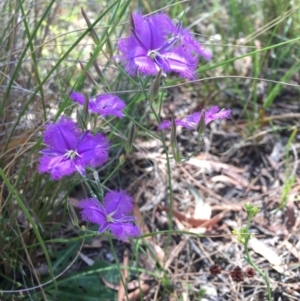 Thysanotus tuberosus subsp. tuberosus at Canberra Central, ACT - 11 Dec 2016 10:54 AM