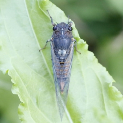 Yoyetta robertsonae (Clicking Ambertail) at O'Connor, ACT - 10 Dec 2016 by ibaird