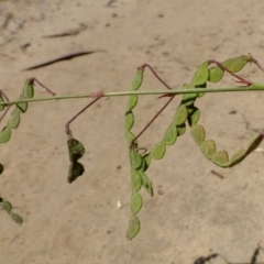 Grona varians (Slender Tick-Trefoil) at Canberra Central, ACT - 11 Dec 2016 by RWPurdie