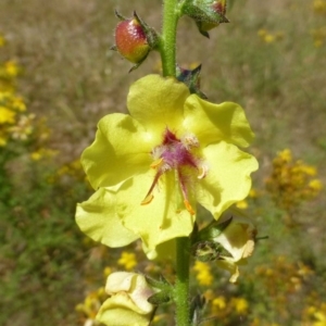 Verbascum virgatum at Canberra Central, ACT - 11 Dec 2016