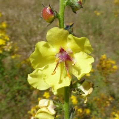 Verbascum virgatum (Green Mullein) at Canberra Central, ACT - 10 Dec 2016 by RWPurdie