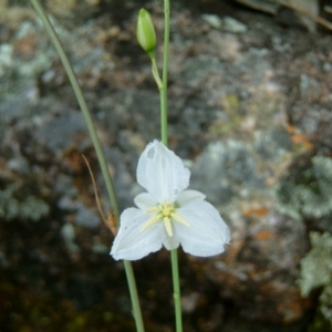 Arthropodium fimbriatum at Farrer, ACT - 6 Dec 2016