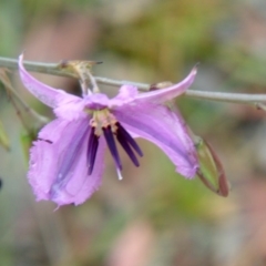 Arthropodium fimbriatum at Farrer, ACT - 6 Dec 2016