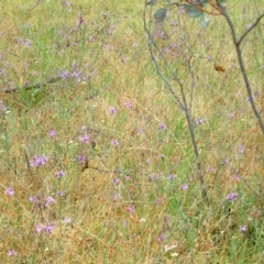 Arthropodium fimbriatum at Farrer, ACT - 6 Dec 2016 11:22 AM