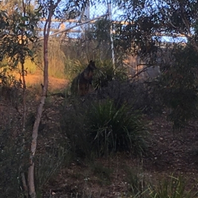 Wallabia bicolor (Swamp Wallaby) at Aranda, ACT - 11 Dec 2016 by rkwalks