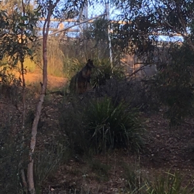 Wallabia bicolor (Swamp Wallaby) at Aranda Bushland - 11 Dec 2016 by rkwalks