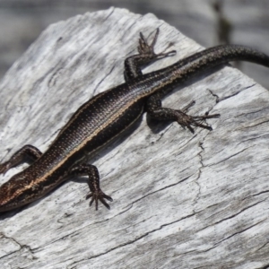 Pseudemoia spenceri at Cotter River, ACT - 9 Dec 2016