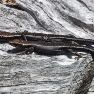 Pseudemoia spenceri at Cotter River, ACT - 9 Dec 2016 01:39 PM