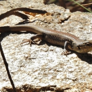 Liopholis whitii at Cotter River, ACT - 9 Dec 2016