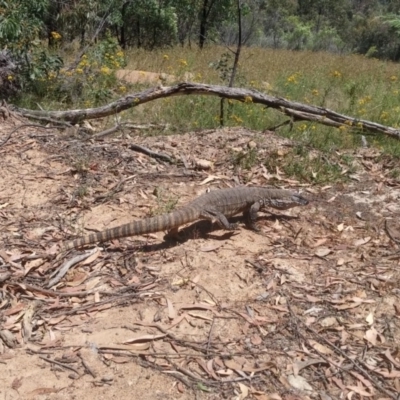 Varanus rosenbergi (Heath or Rosenberg's Monitor) at Uriarra, NSW - 11 Dec 2016 by NickWilson