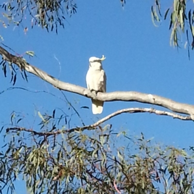 Cacatua galerita (Sulphur-crested Cockatoo) at Stromlo, ACT - 9 Dec 2016 by MatthewFrawley