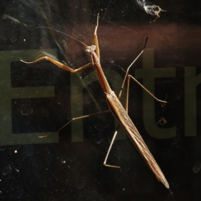 Tenodera australasiae (Purple-winged mantid) at Paddys River, ACT - 5 Mar 2016 by JohnBundock