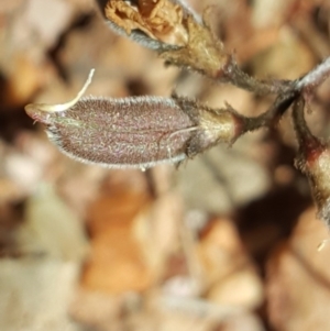 Swainsona sp. at Wambrook, NSW - 17 Nov 2016 02:37 PM