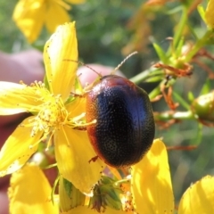 Dicranosterna immaculata (Acacia leaf beetle) at Pine Island to Point Hut - 10 Dec 2016 by michaelb