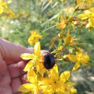 Dicranosterna immaculata at Paddys River, ACT - 10 Dec 2016