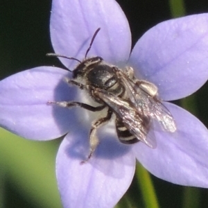 Lasioglossum (Chilalictus) sp. (genus & subgenus) at Conder, ACT - 10 Nov 2016