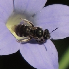 Lasioglossum (Chilalictus) sp. (genus & subgenus) at Conder, ACT - 10 Nov 2016 05:07 PM