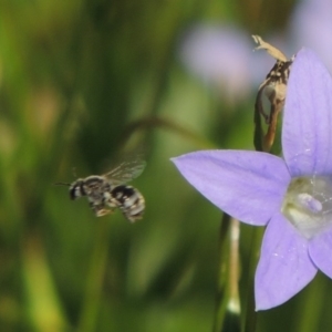 Lasioglossum (Chilalictus) sp. (genus & subgenus) at Conder, ACT - 10 Nov 2016